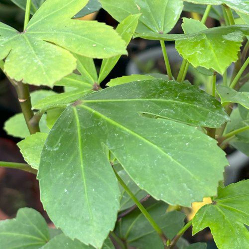 How to grow Pseudopanax ‘Cyril Watson’