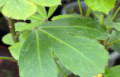 How to grow Pseudopanax ‘Cyril Watson’