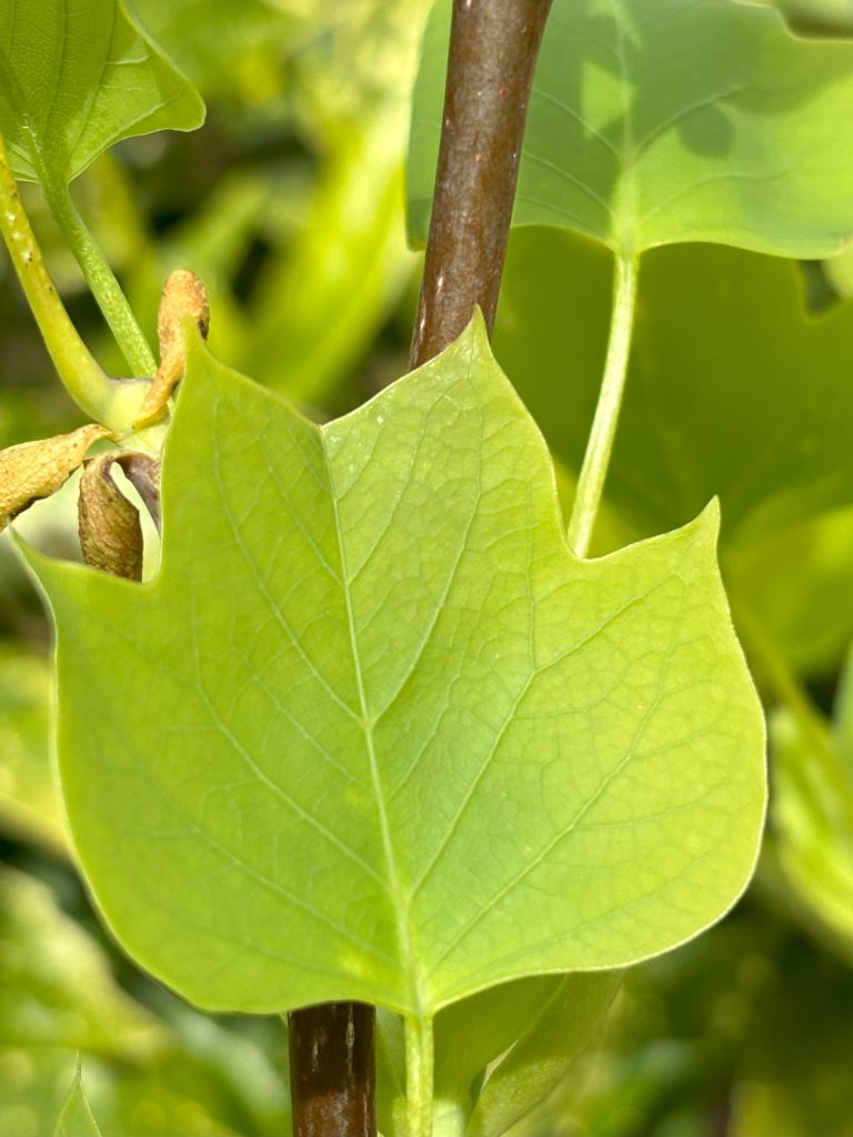 How to grow the Tulip Tree