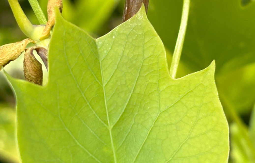 How to grow the Tulip Tree