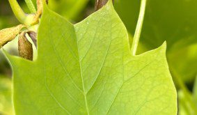 How to grow the Tulip Tree