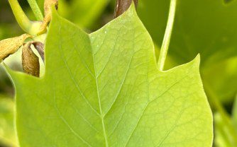 How to grow the Tulip Tree