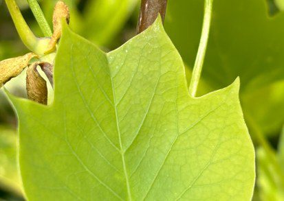 How to grow the Tulip Tree