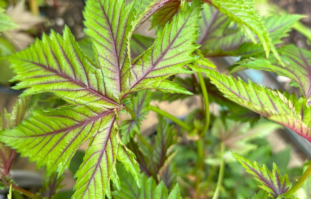 How to Grow Filipendula ‘Red Umbrellas’