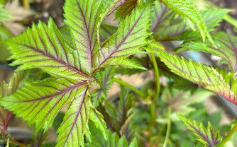 How to Grow Filipendula ‘Red Umbrellas’