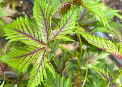 How to Grow Filipendula ‘Red Umbrellas’