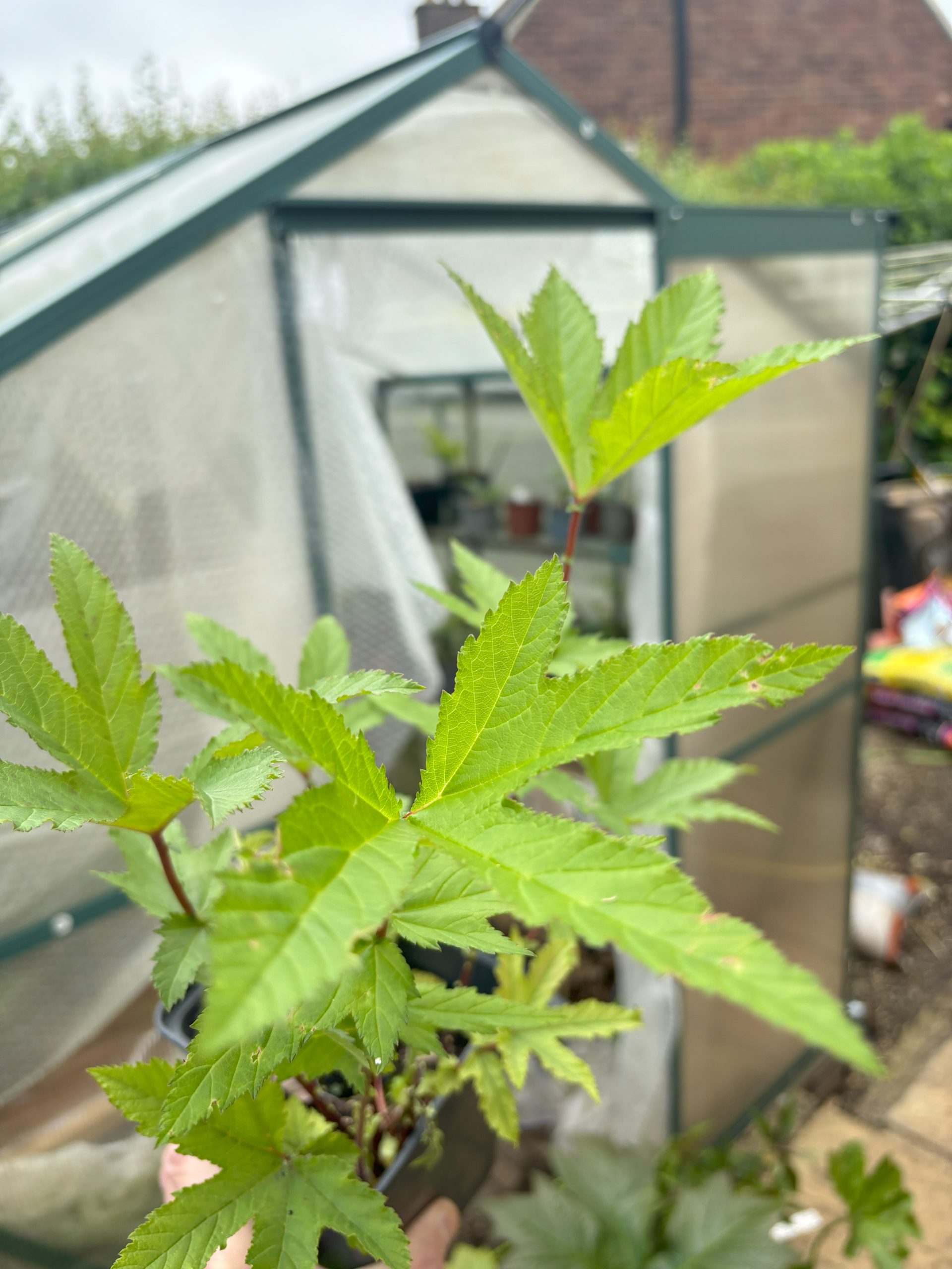 Filipendula rubra 'Venusta'