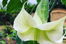 How do you care for Brugmansia in the UK?