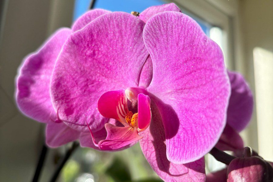 How often do Orchids flower?