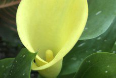 How do you care for calla lilies?