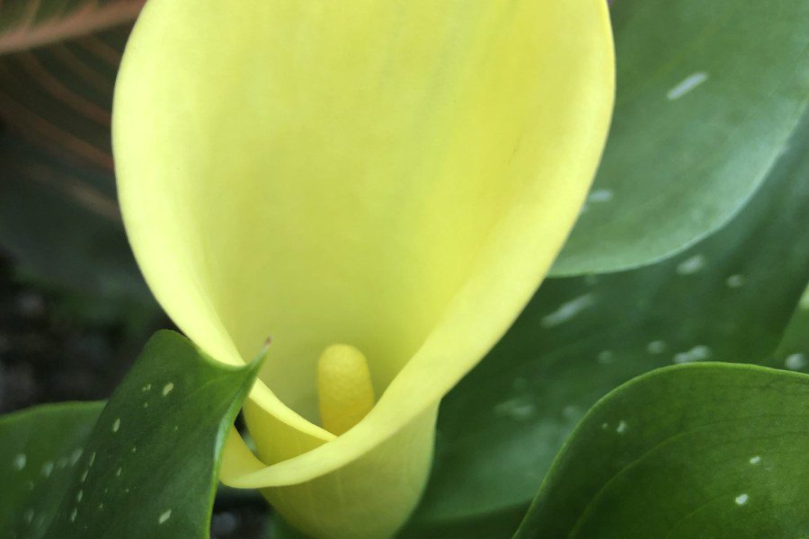 How do you care for calla lilies?