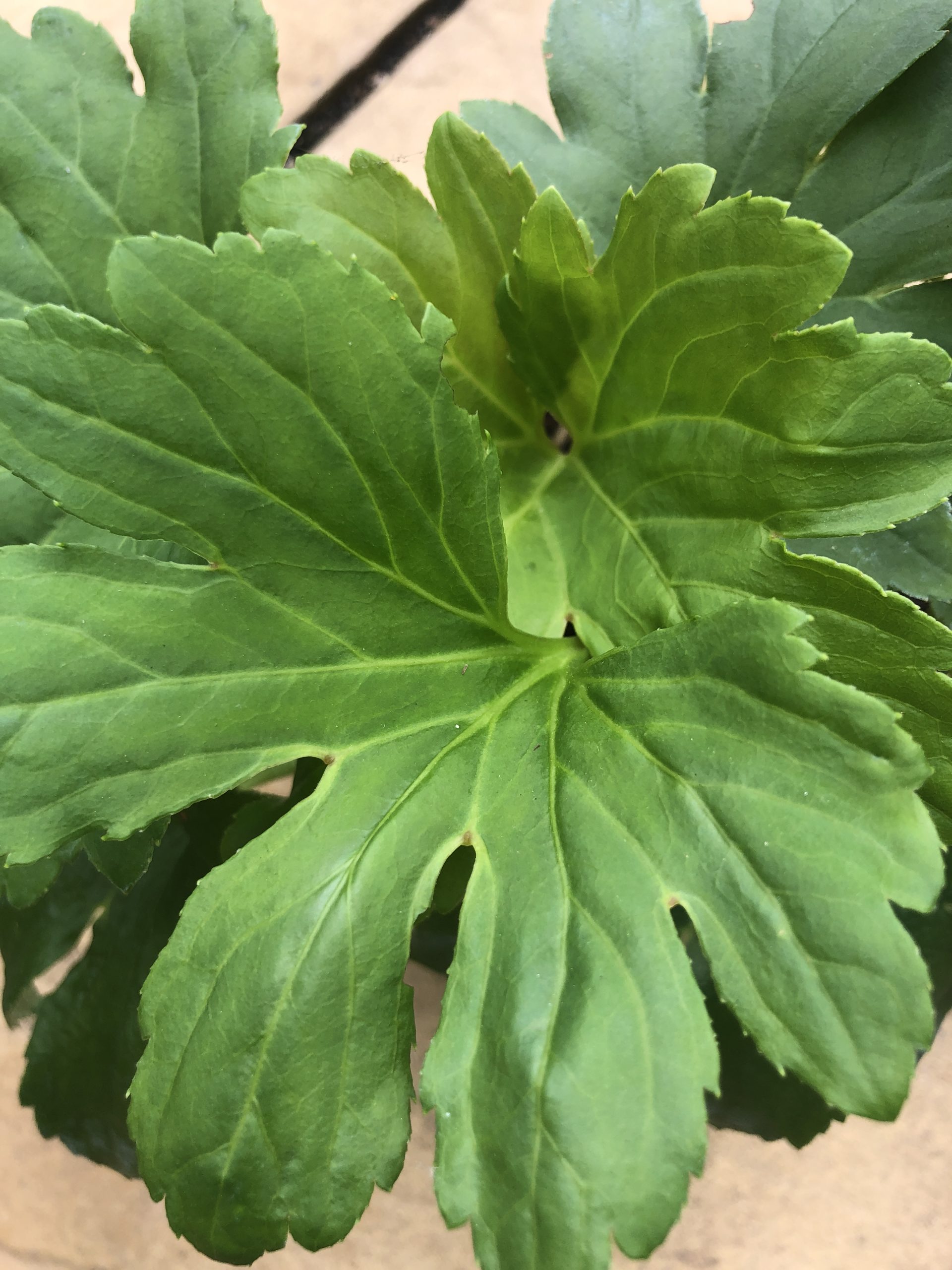 Mukdenia rossii 'Karasuba'