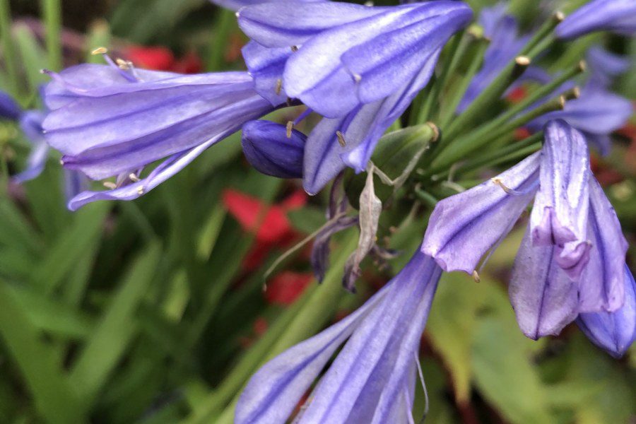 What Agapanthus Varieties are hardy in UK Gardens