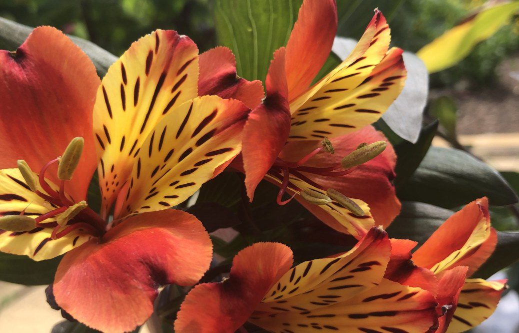 How to Grow Alstroemeria ‘Indian Summer’