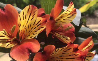 How to Grow Alstroemeria ‘Indian Summer’