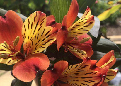 How to Grow Alstroemeria ‘Indian Summer’