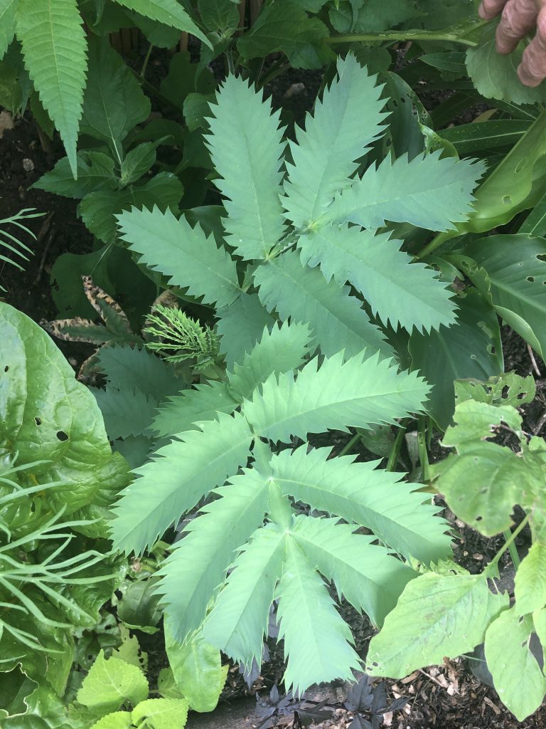 Melianthus major