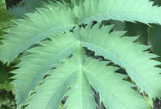 I lost my Melianthus major over the winter of 2023/2024. What could be the reason?