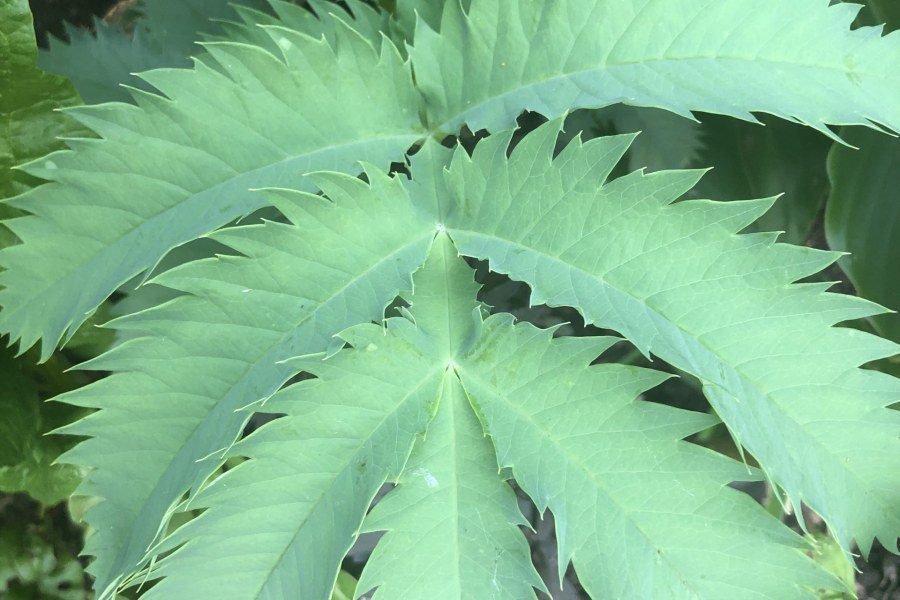 I lost my Melianthus major over the winter of 2023/2024. What could be the reason?