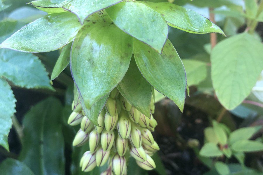 Does Eucomis bicolour come back every year?