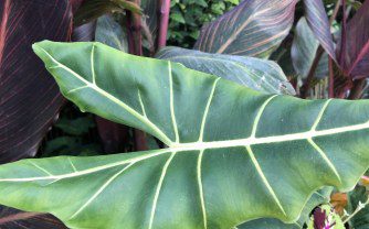 How to Grow Alocasia Micholitziana ‘Frydek’