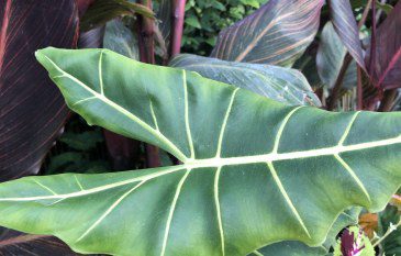 How to Grow Alocasia Micholitziana ‘Frydek’