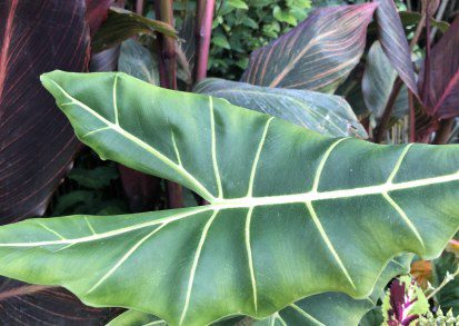 How to Grow Alocasia Micholitziana ‘Frydek’