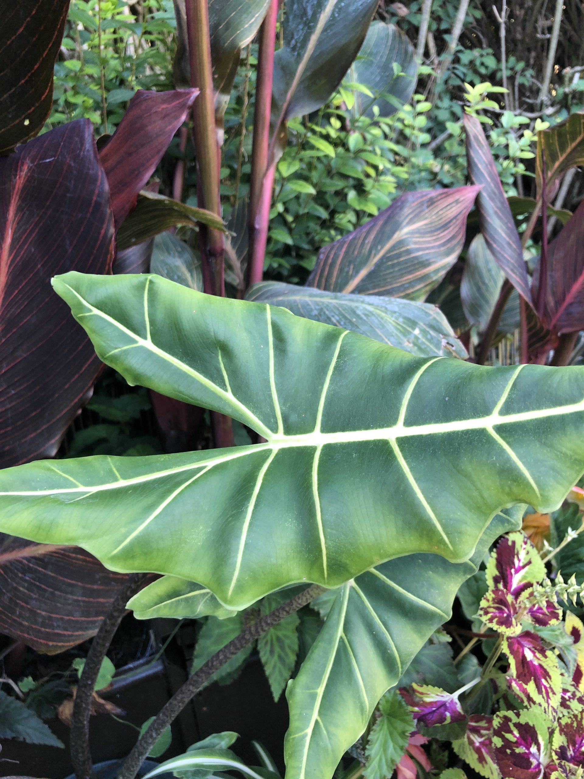 Alocasia Micholitziana 