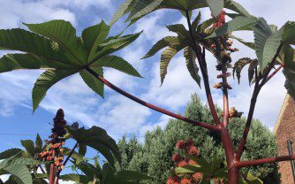 How to Grow Ricinus communis