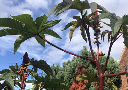 How to Grow Ricinus communis