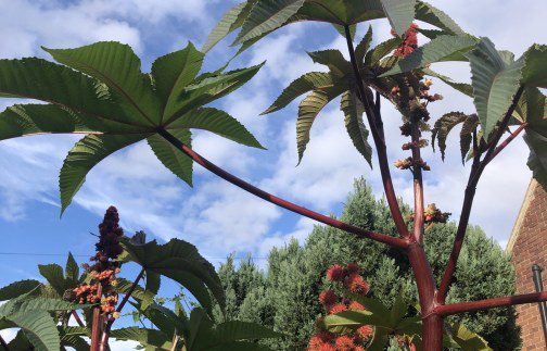 How to Grow Ricinus communis