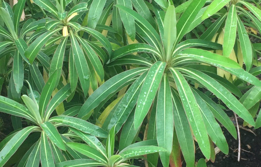 How to Grow Euphorbia mellifera