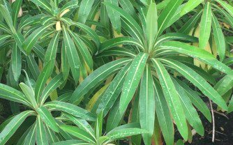 How to Grow Euphorbia mellifera