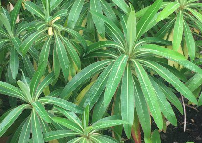 How to Grow Euphorbia mellifera