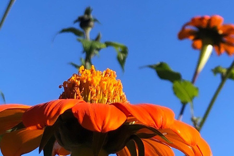 Best Tithonia Varieties for Your Garden