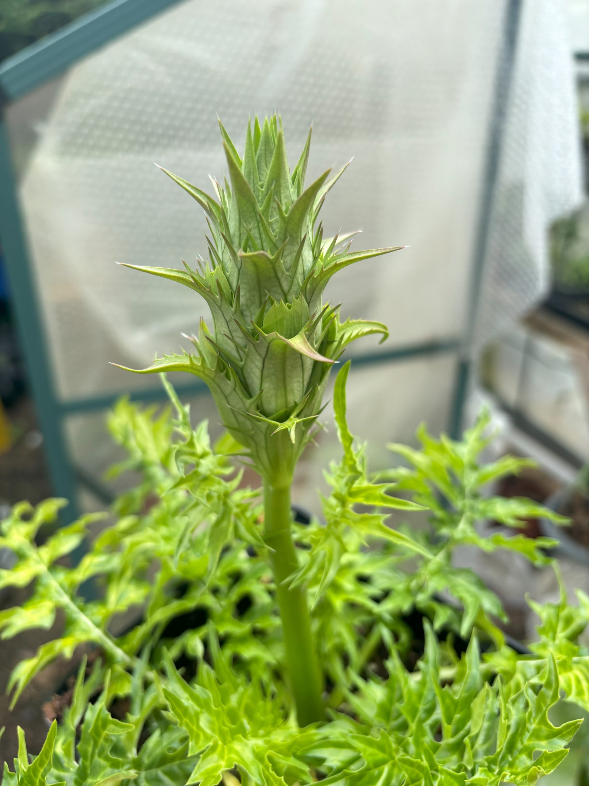 acanthus 'mornings candle'