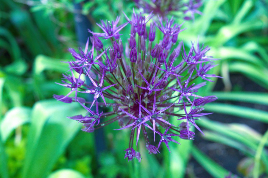 Can you lift allium bulbs after flowering?