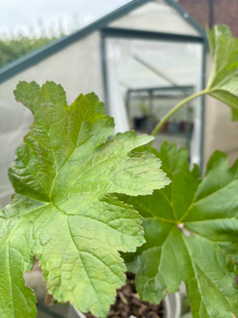 How to Grow Darmera peltata