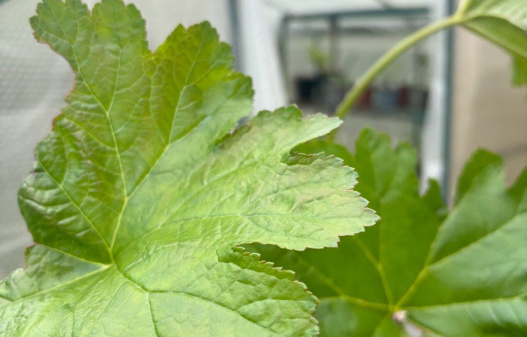 How to Grow Darmera peltata