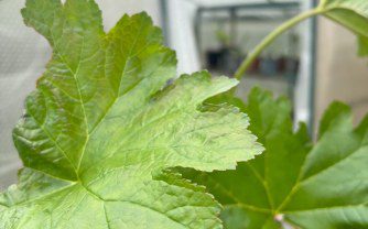 How to Grow Darmera peltata