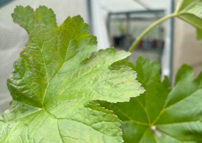 How to Grow Darmera peltata