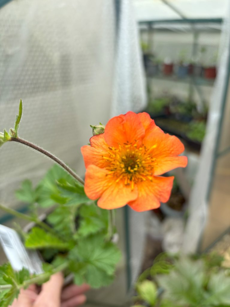 geum 'totally tangerine'