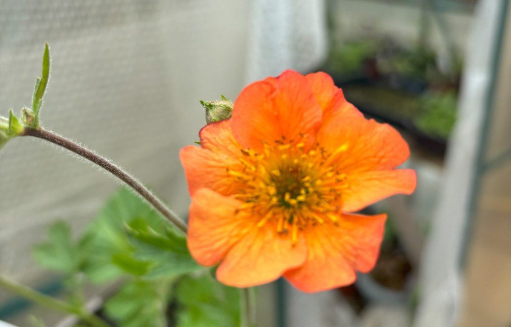 How to Grow Geum ‘Totally Tangerine’: A Comprehensive Guide