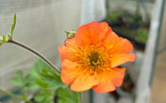 How to Grow Geum ‘Totally Tangerine’: A Comprehensive Guide