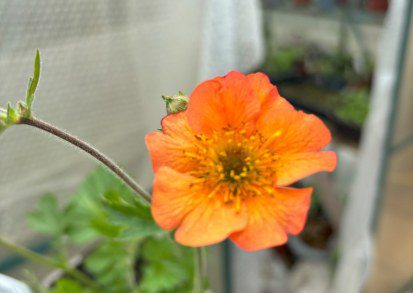 How to Grow Geum ‘Totally Tangerine’: A Comprehensive Guide