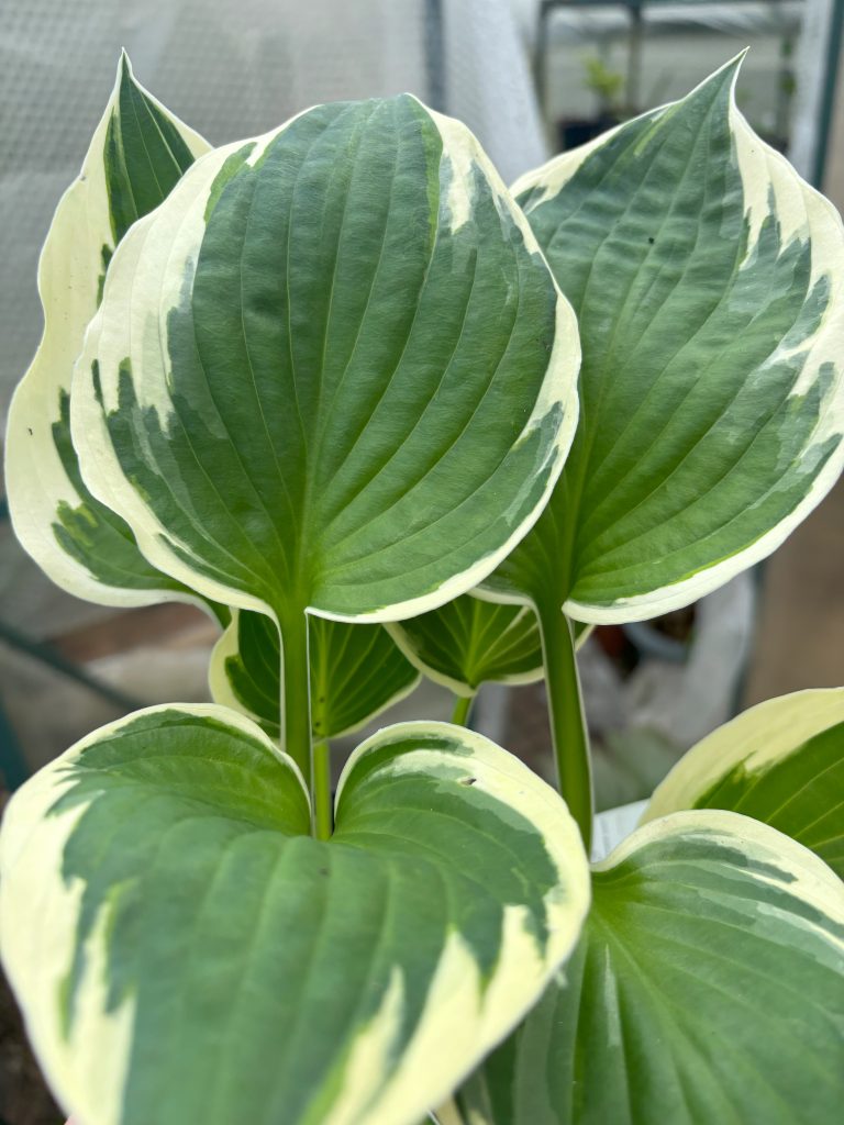 hosta patriot