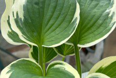 How do I stop slugs from eating my Hostas?