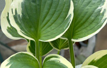 How to Grow Hosta ‘Patriot’