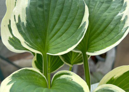 How to Grow Hosta ‘Patriot’