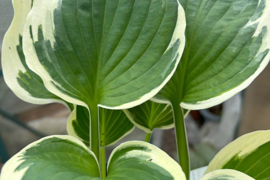 How do I stop slugs from eating my Hostas?